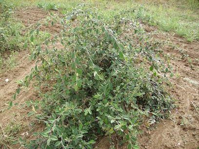 Pépinières Guenot, Paysagiste à Charcenne