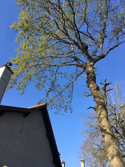 Arts Exterieurs Services, Paysagiste à Vincennes