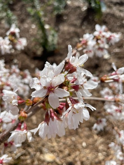 ROBERT Jardins Pépinières (sur Rdv), Paysagiste à Équevillon