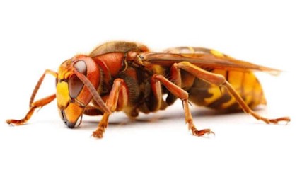 Thibault Mars Desinsectiseur, Paysagiste à Laignes