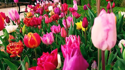 Archi et Nature, Paysagiste au Plessis-Robinson