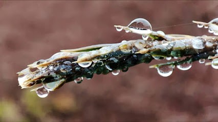 Besson Clément Paysagiste, Paysagiste à Chapareillan