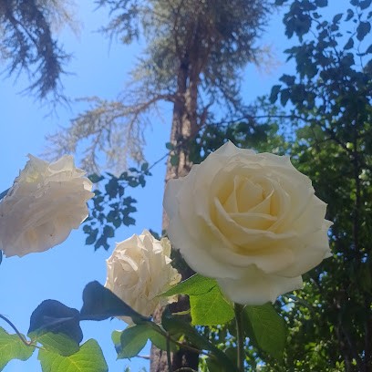 Green Jardin, Paysagiste à Fourmies