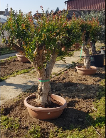 Louis Ricol Paysagiste / Jean RICOL Pépinières, Paysagiste à Saint-Martin-Belle-Roche