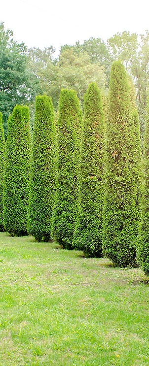 DMP Paysages, Paysagiste à Jasseron