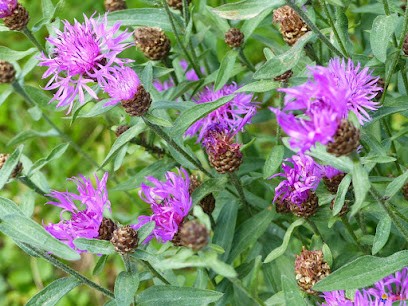 Authentique Jardin - Paysagiste, Paysagiste à Saint-Genis-l'Argentière
