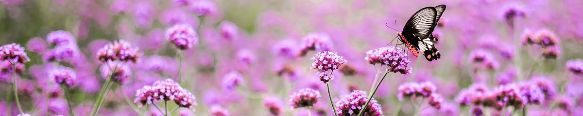 Stéphane Leroy Paysage, Paysagiste à Maisdon-sur-Sèvre