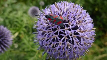 Jard'inspiré, Paysagiste à Loulans-Verchamp