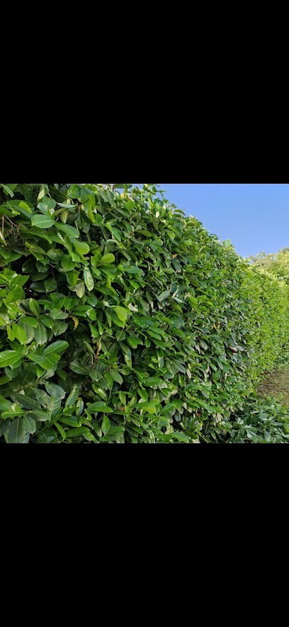 Mr Reinhardh jardinier, Paysagiste à Saint-Astier