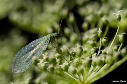 Mon Jardin Nature, Paysagiste à Plobsheim