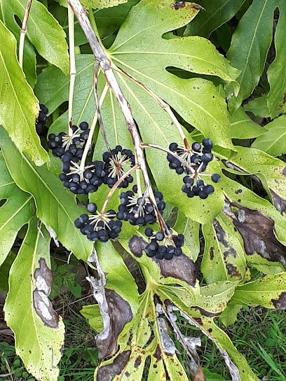 Despaux Création Jardins, Paysagiste à Navarrenx