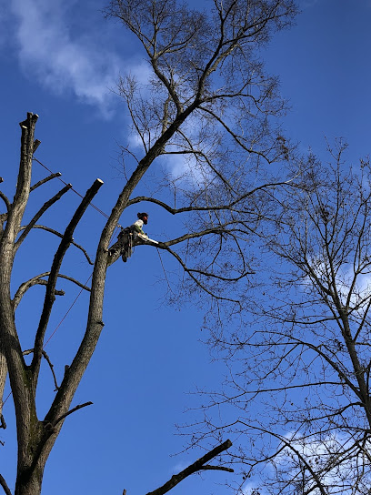 Fougère & Canopée, Paysagiste à Lissieu