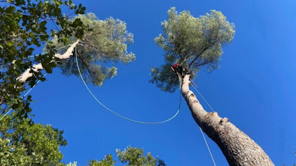 Lmeev Paysagiste Élagage Paysagiste à Roquebrune-sur-Argens