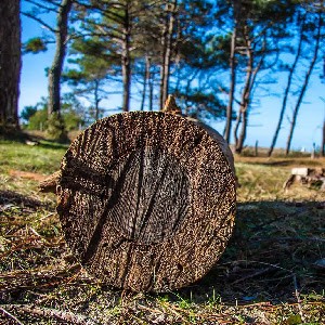 Elagage 95 JJS : Paysagiste Val d'Oise, Paysagiste à Saint-Denis