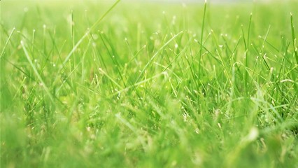 Ar Bradenn, aménagement et création de jardins sur-mesure et d'assainissement, Paysagiste à Landivisiau