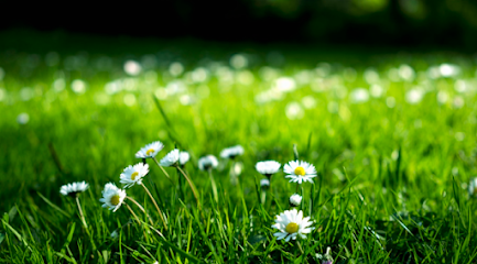 Mon Espace Nature (Men) Paysagiste à Monnaie