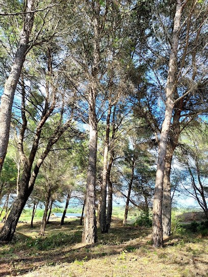 Tissot Jeremy, Paysagiste à Loupian