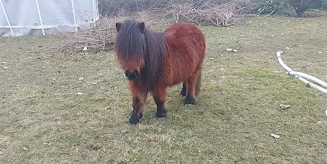 NATUR'ÉCO-éco pâturage-entretien espaces verts-Hauts de France-Grand Est-Région Parisienne, Paysagiste à Drocourt