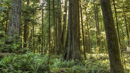 Vial David, Paysagiste au Versoud