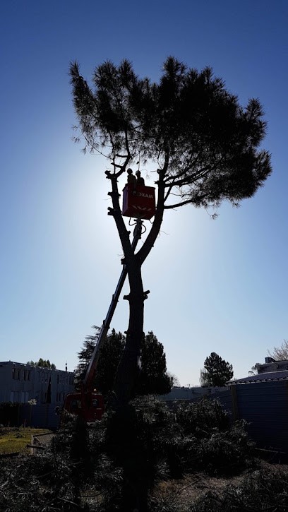 Virgile Espaces Verts, Paysagiste à Libourne