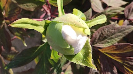Binette & Rateau, Paysagiste à Lacoste