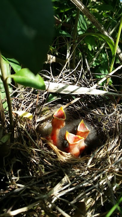 Jardins du Lauragais, Paysagiste à Corronsac