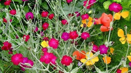 Nugier Bastien, Paysagiste à Villieu-Loyes-Mollon