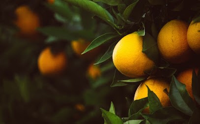 Magasin de motoculture et jardinier paysagiste - CEVE, Paysagiste à Menton