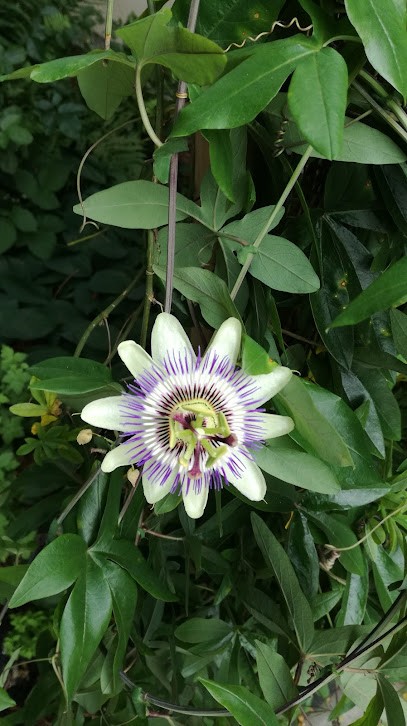 Paysagiste Pierrot, Paysagiste à Quatre-Champs