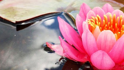 LES 4 SAISONS DU SUD, Paysagiste à Saint-Laurent-d'Aigouze