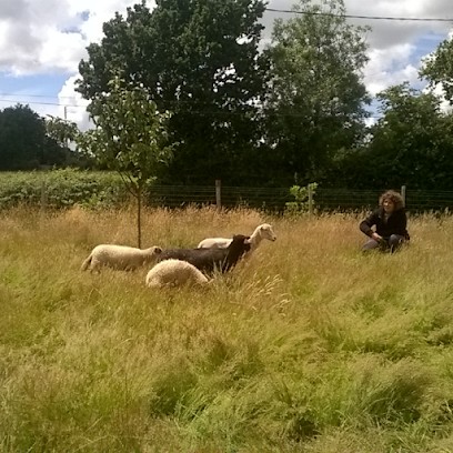 Alliance Pâturage - éco-pâturage, Paysagiste à La Chaize-le-Vicomte