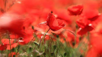 DESIGN PAYSAGES - Jardinier Lesches, Paysagiste à Lesches