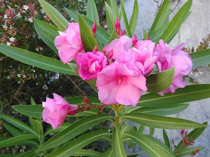 ESPACES FLEURIS, Paysagiste à Creysse