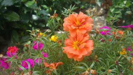 Duhamel François, Paysagiste à Saint-Jean-Pla-de-Corts