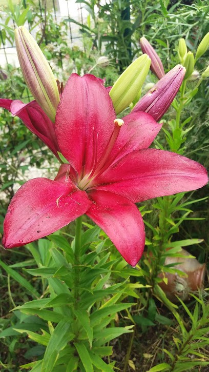 Ovalie Paysage, Paysagiste à Ustaritz