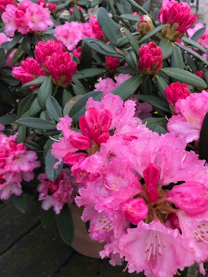 Jardirêves, Paysagiste à Wissous