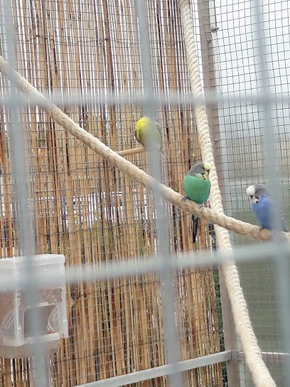 Le Magicien Vert Paysages, Paysagiste à Dietwiller