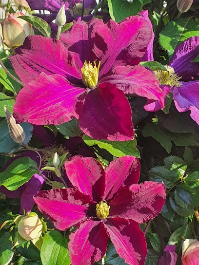 Angiolini Felice Fortunato, Paysagiste à Sentheim