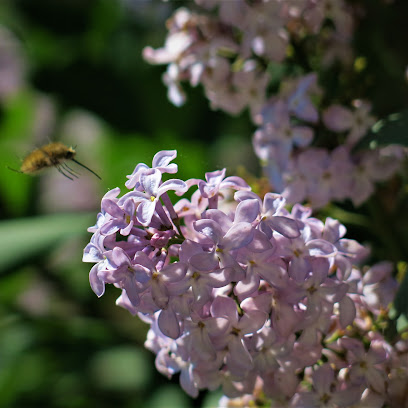 Atome Jardin, Paysagiste à Saint-Pierre-de-Colombier
