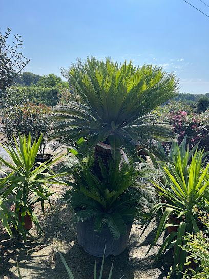 Raoux Paysage - Palm'olivier Paysagiste à Bourg-Saint-Andéol