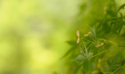Carré Nature, Paysagiste à Lambersart