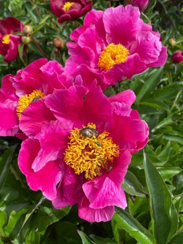 Arbres et Jardins Services SARL, Paysagiste à Servon