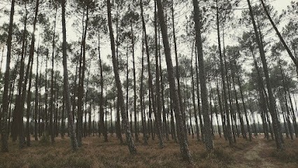 RS PAYSAGISME, Paysagiste à Tarnos