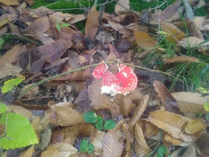 Côté Paysage, Paysagiste aux Côtes-d'Arey