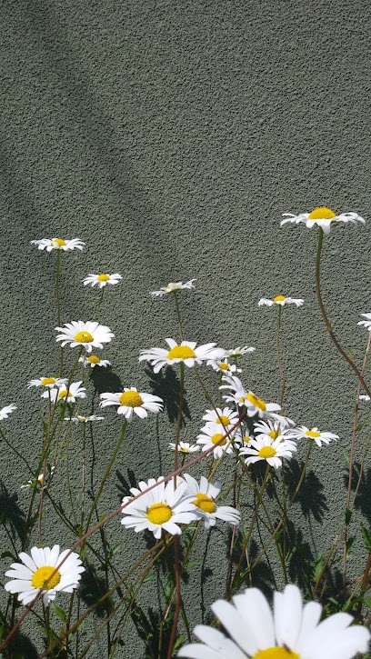 Atelier Tylako Concepteur De Jardins, Paysagiste à Combourg