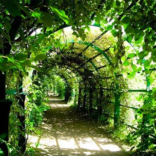 REY ELAGAGE 81 : Paysagiste Jardinier Elagage Taille de haie Abattage d'arbres, Paysagiste à Castres