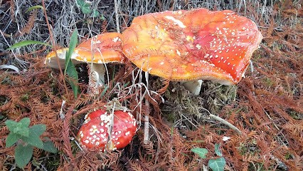 Art Paysager 24, Paysagiste à Saint-Laurent-des-Hommes