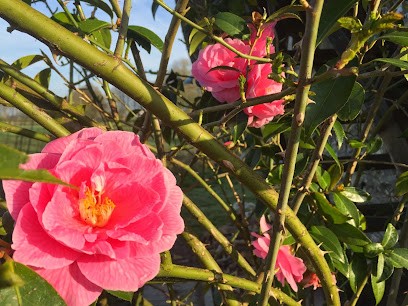 Jardins Particuliers Services, Paysagiste à Hautot-Saint-Sulpice