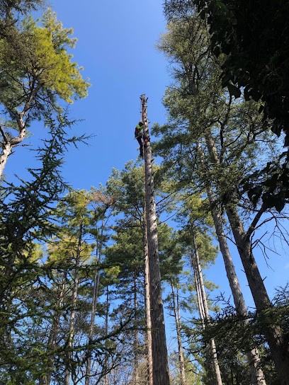 ARBO BRANCHES, Paysagiste à Saint-Péray