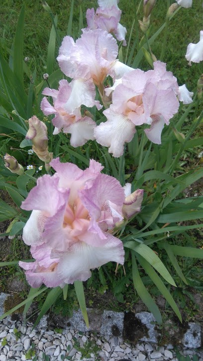 Chollet Paysage, Paysagiste à Coullons